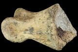 Ornithimimid Toe Bone - Alberta (Disposition #-) #96984-3